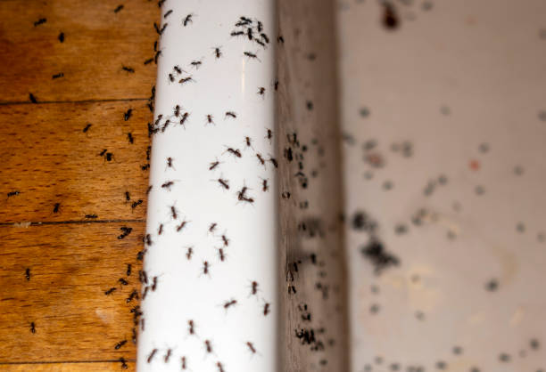 Best Rat Extermination Near Me  in Colleyville, TX