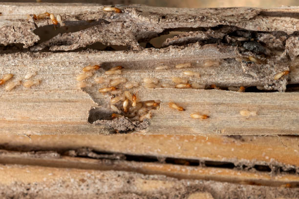 Reliable Colleyville, TX Pest Control Solutions